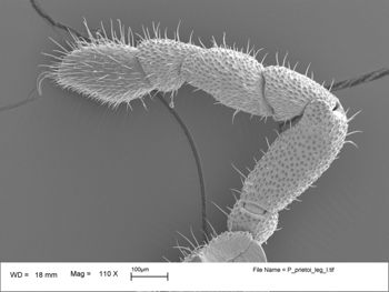 Media type: image;   Invertebrate Zoology 147385   shows cataloged_item 147385